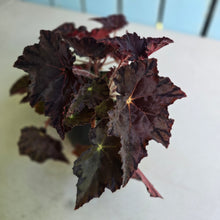 Load image into Gallery viewer, #R482 Begonia Unknown
