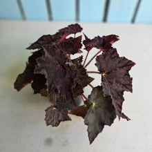 Load image into Gallery viewer, #R482 Begonia Unknown