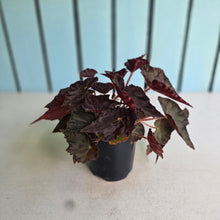 Load image into Gallery viewer, #R482 Begonia Unknown