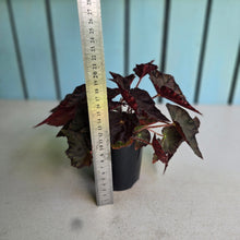 Load image into Gallery viewer, #R482 Begonia Unknown