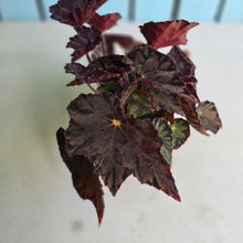 Load image into Gallery viewer, #R482 Begonia Unknown