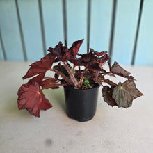 Load image into Gallery viewer, #R482 Begonia Unknown