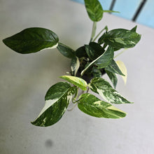 Load image into Gallery viewer, #R21 Variegated Epipremnum Pinnatum