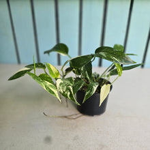 Load image into Gallery viewer, #R21 Variegated Epipremnum Pinnatum
