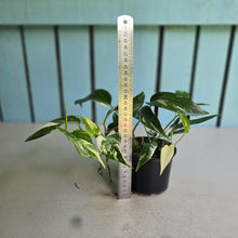 Load image into Gallery viewer, #R21 Variegated Epipremnum Pinnatum