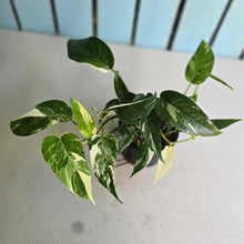 Load image into Gallery viewer, #R21 Variegated Epipremnum Pinnatum