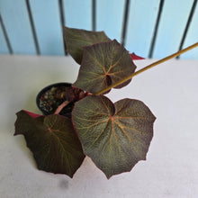 Load image into Gallery viewer, #D118 Begonia Yorkes Delight