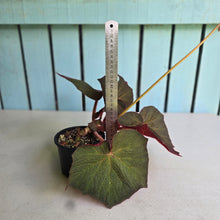 Load image into Gallery viewer, #D118 Begonia Yorkes Delight
