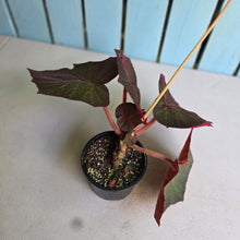 Load image into Gallery viewer, #D118 Begonia Yorkes Delight