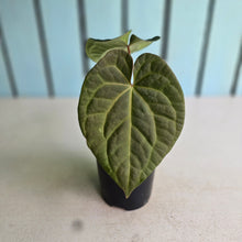 Load image into Gallery viewer, #D118 Anthurium Dark Complex x Luxurians - With Pup