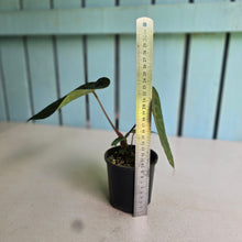 Load image into Gallery viewer, #D118 Anthurium Dark Complex x Luxurians - With Pup
