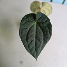 Load image into Gallery viewer, #D118 Anthurium Dark Complex x Luxurians - With Pup