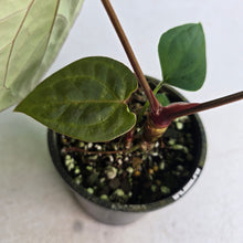 Load image into Gallery viewer, #D118 Anthurium Dark Complex x Luxurians - With Pup