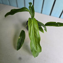 Load image into Gallery viewer, #R433 Anthurium Spectabile