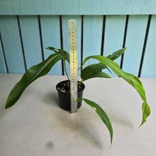 Load image into Gallery viewer, #R433 Anthurium Spectabile
