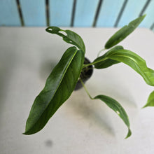 Load image into Gallery viewer, #R433 Anthurium Spectabile