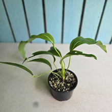 Load image into Gallery viewer, #R433 Anthurium Spectabile
