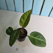 Load image into Gallery viewer, #R3 Two x Headed Philodendron Pulchrum