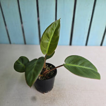 Load image into Gallery viewer, #R3 Two x Headed Philodendron Pulchrum