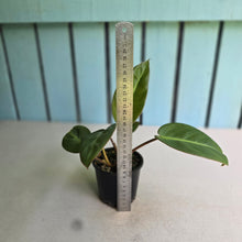 Load image into Gallery viewer, #R3 Two x Headed Philodendron Pulchrum