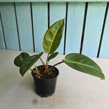 Load image into Gallery viewer, #R3 Two x Headed Philodendron Pulchrum