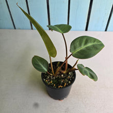 Load image into Gallery viewer, #R3 Two x Headed Philodendron Pulchrum