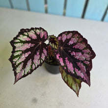 Load image into Gallery viewer, #RD18 Begonia Unknown