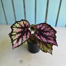 Load image into Gallery viewer, #RD18 Begonia Unknown