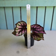 Load image into Gallery viewer, #RD18 Begonia Unknown