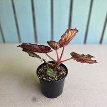 Load image into Gallery viewer, #RD18 Begonia Unknown
