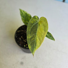Load image into Gallery viewer, #R52 Variegated Anthurium Forgetii x