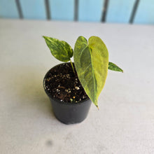 Load image into Gallery viewer, #R52 Variegated Anthurium Forgetii x