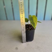 Load image into Gallery viewer, #R52 Variegated Anthurium Forgetii x