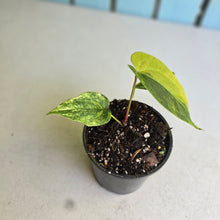 Load image into Gallery viewer, #R52 Variegated Anthurium Forgetii x