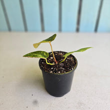 Load image into Gallery viewer, #R52 Variegated Anthurium Forgetii x
