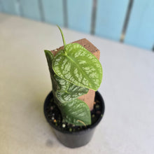 Load image into Gallery viewer, #RB11 Monstera Dubia