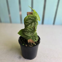Load image into Gallery viewer, #RB11 Monstera Dubia