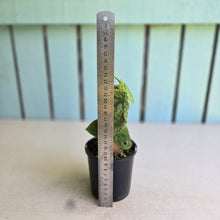 Load image into Gallery viewer, #RB11 Monstera Dubia