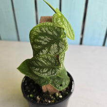 Load image into Gallery viewer, #RB11 Monstera Dubia