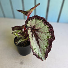 Load image into Gallery viewer, #R8 Begonia Unknown