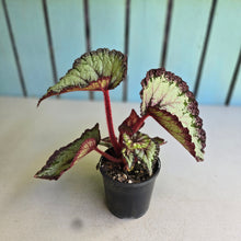 Load image into Gallery viewer, #R8 Begonia Unknown