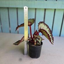 Load image into Gallery viewer, #R8 Begonia Unknown