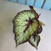 Load image into Gallery viewer, #R8 Begonia Unknown