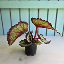 Load image into Gallery viewer, #R8 Begonia Unknown