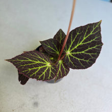 Load image into Gallery viewer, #RA10 Begonia Chloroneura