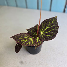 Load image into Gallery viewer, #RA10 Begonia Chloroneura