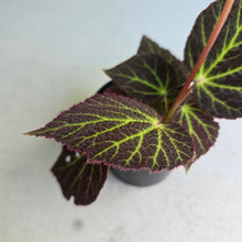 Load image into Gallery viewer, #RA10 Begonia Chloroneura