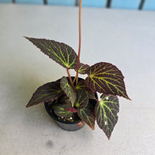 Load image into Gallery viewer, #RA10 Begonia Chloroneura