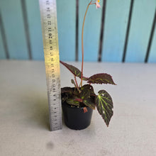 Load image into Gallery viewer, #RA10 Begonia Chloroneura