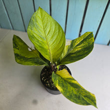Load image into Gallery viewer, #R447 Variegated Anthurium Jenmanii